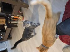 2 fixed male cats need to be rehomed today