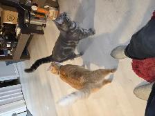 2 fixed male cats need to be rehomed today - Photo 2