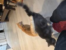 2 fixed male cats need to be rehomed today - Photo 3