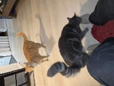 2 fixed male cats need to be rehomed today - Photo 4