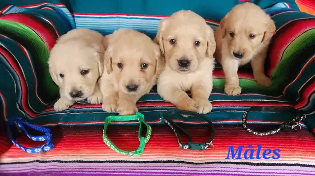 chiot Golden retriever