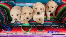 chiot Golden retriever