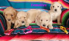 chiot Golden retriever - Photo 2
