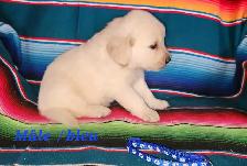 chiot Golden retriever - Photo 3