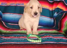 chiot Golden retriever - Photo 4