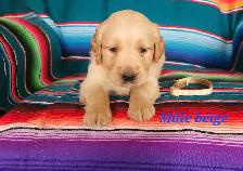 chiot Golden retriever - Photo 5