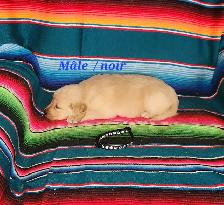 chiot Golden retriever - Photo 6