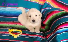 chiot Golden retriever - Photo 7