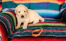 chiot Golden retriever - Photo 8