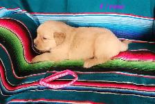 chiot Golden retriever - Photo 9