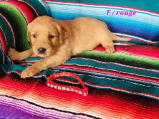 chiot Golden retriever - Photo 10