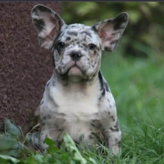 frenchie merle looking for a new home