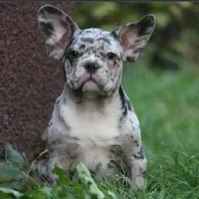 frenchie merle looking for a new home