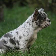 frenchie merle looking for a new home - Photo 2