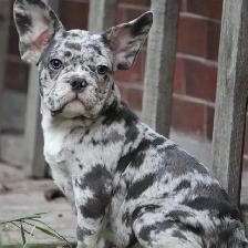 frenchie merle looking for a new home - Photo 3