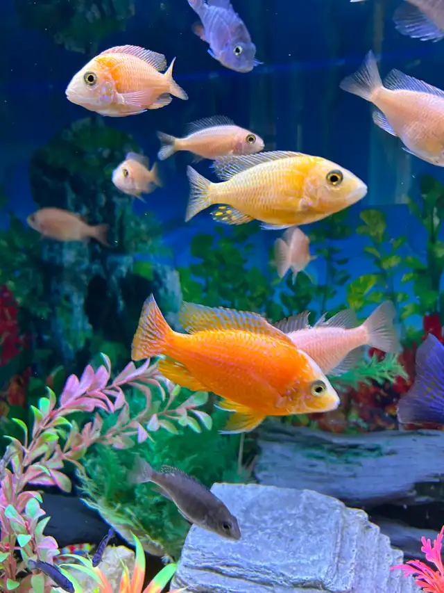 Poissons Cyclidee africain fire fish Repentigny 514-607-7993