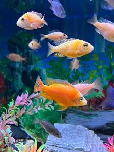 Poissons Cyclidee africain fire fish Repentigny 514-607-7993