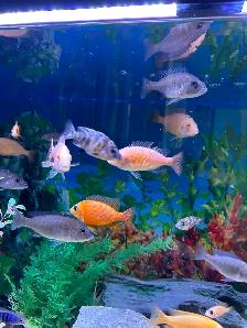 Poissons Cyclidee africain fire fish Repentigny 514-607-7993 - Photo 2