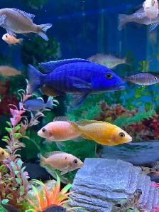 Poissons Cyclidee africain fire fish Repentigny 514-607-7993 - Photo 3