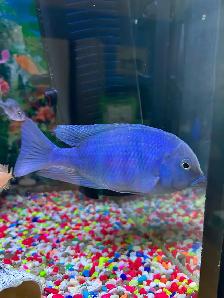 Poissons Cyclidee africain fire fish Repentigny 514-607-7993 - Photo 4