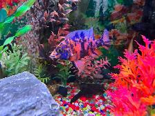 Poissons Cyclidee africain fire fish Repentigny 514-607-7993 - Photo 5