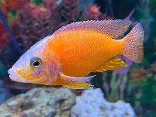 Poissons Cyclidee africain fire fish Repentigny 514-607-7993 - Photo 6