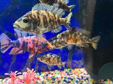 Poissons Cyclidee africain fire fish Repentigny 514-607-7993 - Photo 7