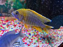 Poissons Cyclidee africain fire fish Repentigny 514-607-7993 - Photo 8