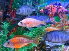 Poissons Cyclidee africain fire fish Repentigny 514-607-7993 - Photo 9