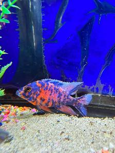 Poissons Cyclidee africain fire fish Repentigny 514-607-7993 - Photo 10