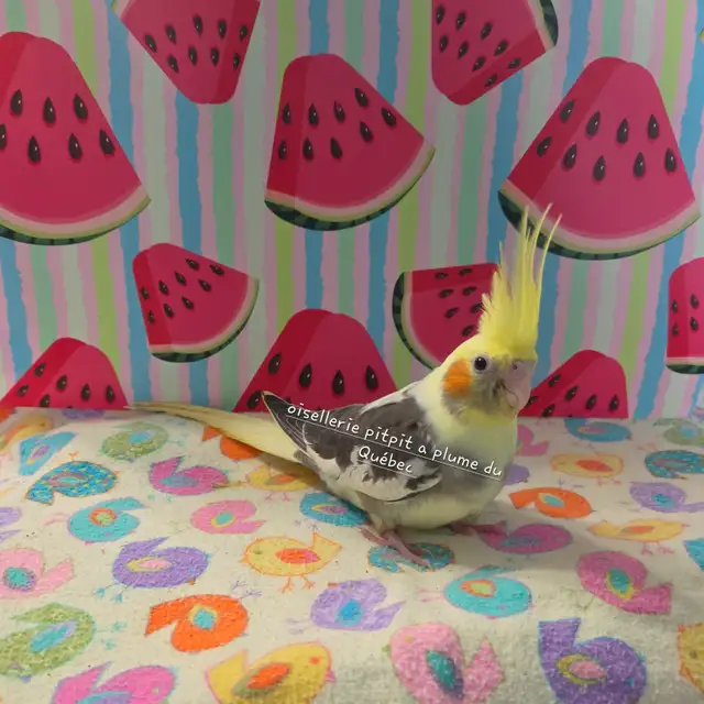 Cockatiel