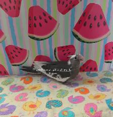 Cockatiel - Photo 2