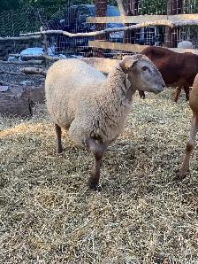 Katadin ram lamb