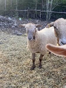 Katadin ram lamb - Photo 2