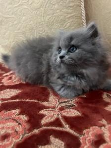 Scottish Straight Blue longhair kittens registered in CCA/AFC - Photo 8