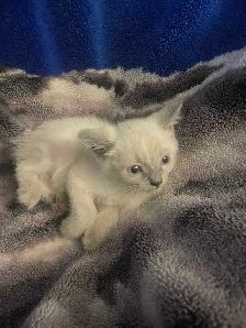 Female Siamese Kitten