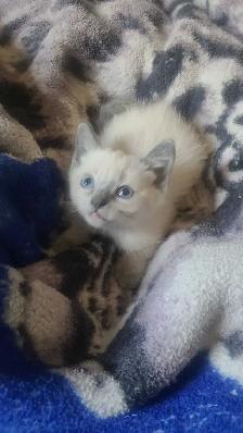 Female Siamese Kitten - Photo 2