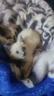 Female Siamese Kitten - Photo 3