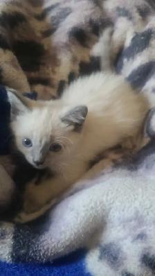 Female Siamese Kitten - Photo 5