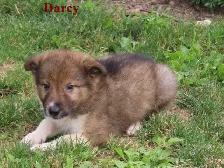border collie mix.