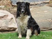 border collie mix. - Photo 2