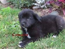 border collie mix. - Photo 3