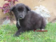 border collie mix. - Photo 4
