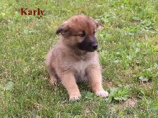 border collie mix. - Photo 5