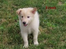 border collie mix. - Photo 6