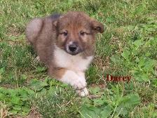 border collie mix. - Photo 7