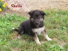 border collie mix. - Photo 8