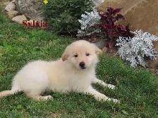 border collie mix. - Photo 9