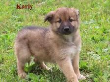 border collie mix. - Photo 10