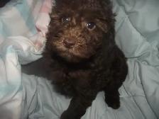 CKC REG'D POODLES